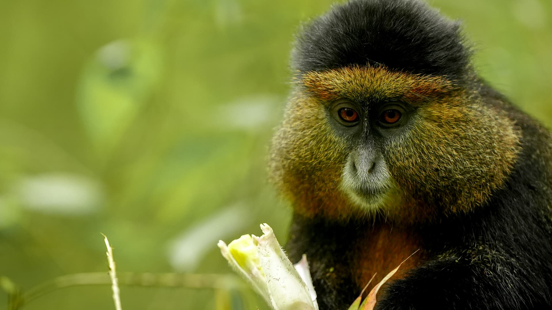 Chimpanzee Tracking